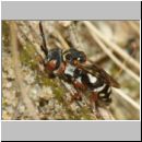 Epeolus variegatus - Filzbiene w03c 8mm - OS-Wallhorst-Sandgrube.jpg